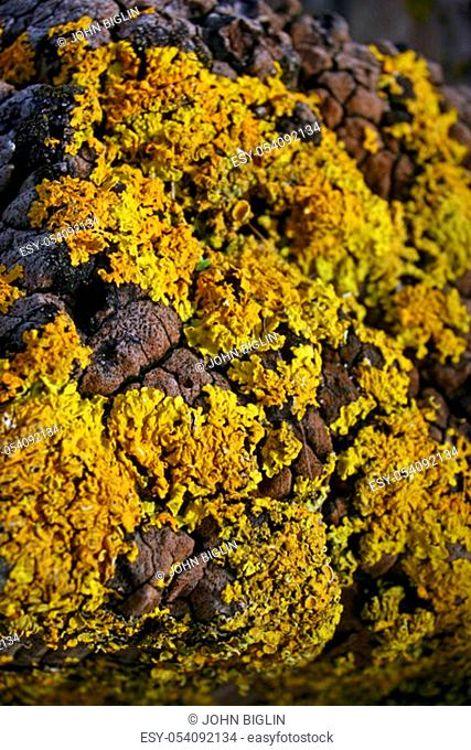 Yellow lichen on a river estuary rock with some of the rock just showing through. Focus in the centre. Possibly Caloplaca marina