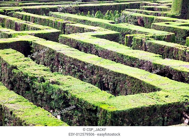 Plant of Labyrinth at Parc del Laberint de Horta in Barcelona