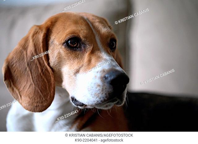 Head shot of tricolor Beagle, Berlin, Germany, Europe