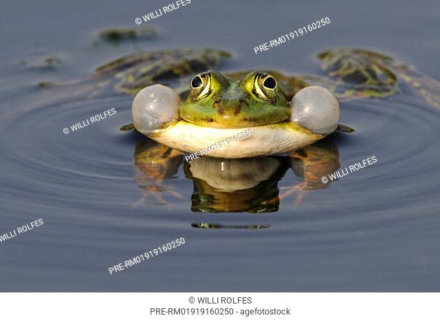 Edible frog with vocal sacs Stock Photos and Images | agefotostock