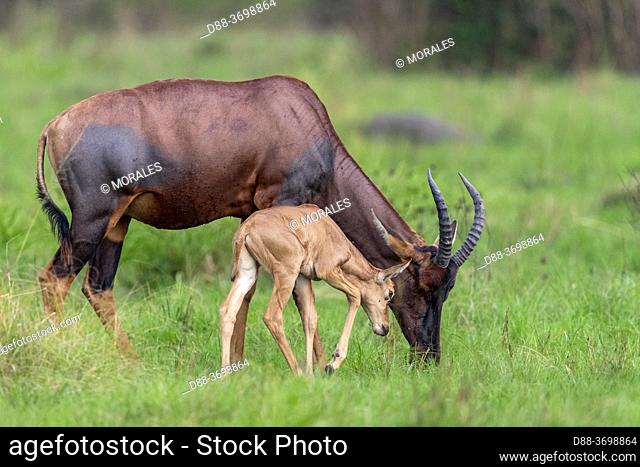 Topis (Damaliscus korrigum), Mother and baby grazing the lush grasslands, Ishasha Sector, Queen Elizabeth National Park, Uganda, Africa