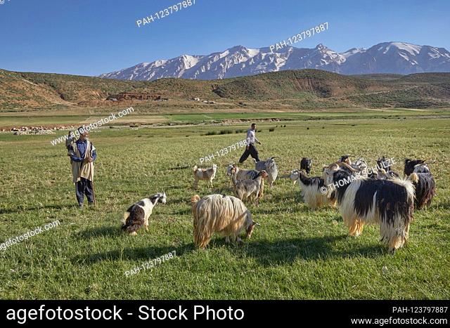 Bachtiari nomads in the Zagros Mountains near the city of Chelgerd in Iran, taken on June 8, 2017. | usage worldwide. - at Chelgerd/Chaharmahal und...