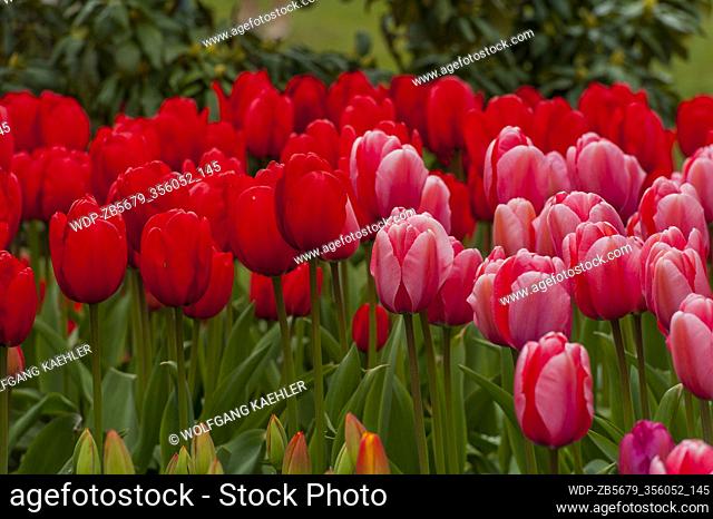 Red and pink tulips at the Roozengaarde Display Garden in the Skagit Valley near Mount Vernon, Washington State, USA