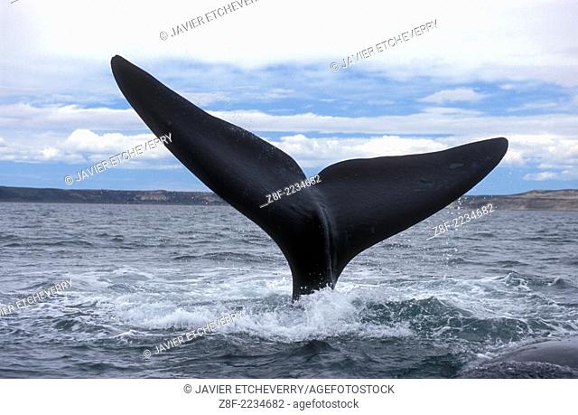 Right Southern Whale in Peninsula Valdes (Eubalaena Australis), Province of Chubut, Patagonia, Argentina