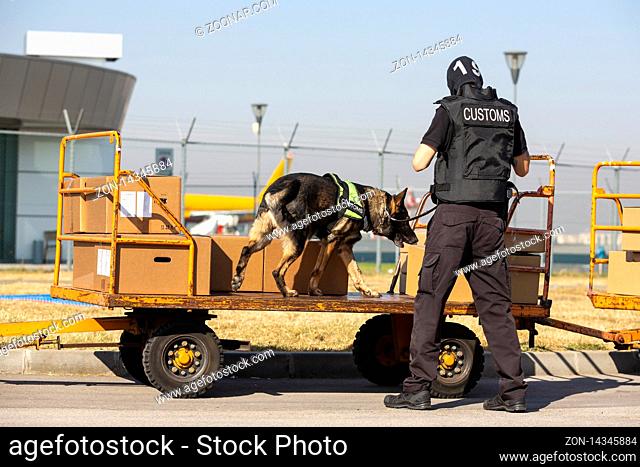 Customs and border protection officer and Drug enforcement administration special force participates with a specialized dog in a training at the airport for...