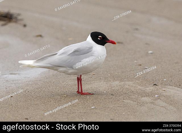 Mediterranean Gull (Ichthyaetus melanocephalus), side view of an adult in breeding plumage standing on the shore, Campania, Italy