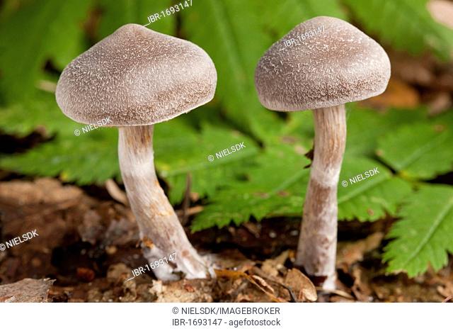 Gilled mushrooms (Cortinarius pulchellus)