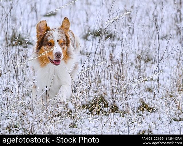 02 December 2023, Brandenburg, Sieversdorf: An Australian Shepherd dog runs across a snowy meadow. Photo: Patrick Pleul/dpa
