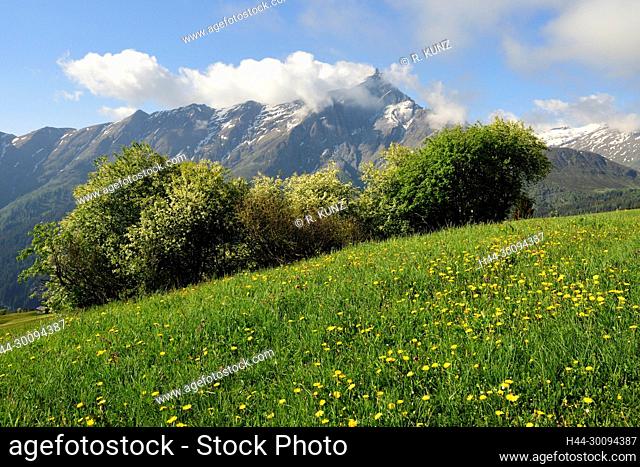 Alpine pasture, Bird Cherry, Prunus badus, Rosaceae, shrubs, mountain, Piz Berverin, wisp of fog, Oberurmein, Heinzenberg, Alps, Canton of Graubünden