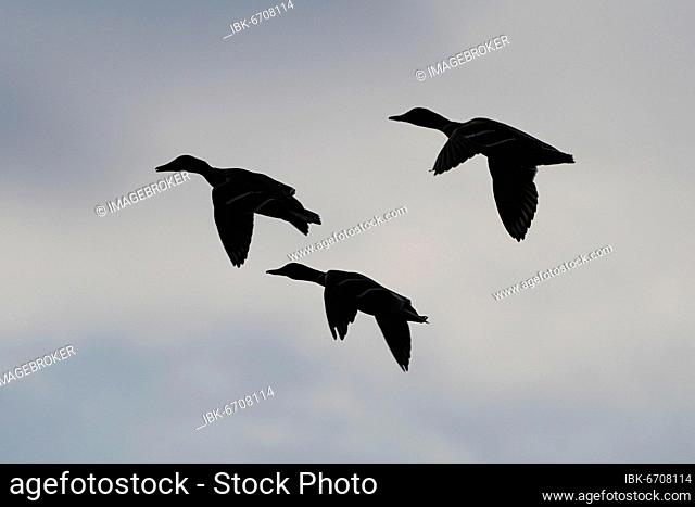 Mallard (Anas platyrhynchos), flying, silhouette, Germany, Europe