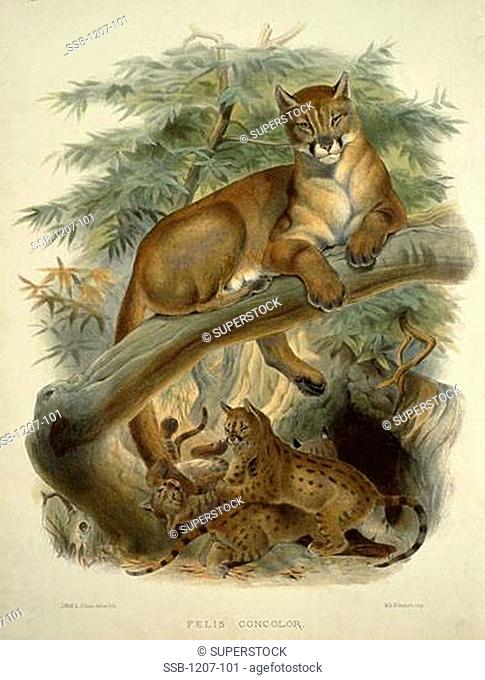Cougar, Puma, Panther and American Lion Felis Concolor by Daniel Giraud Elliot, monograph, 1835-1915, USA, Pennsylvania, Philadelphia
