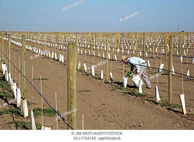 Di Giorgio, California - A Latino farmworker tends newly-planted grape vines in the San Joaquin Valley