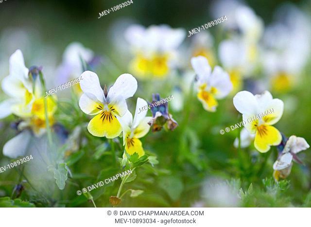 Field Pansy - Summer (Viola arvensis)