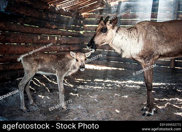 Reindeers mom and its baby in cattle-shed. Shining sun