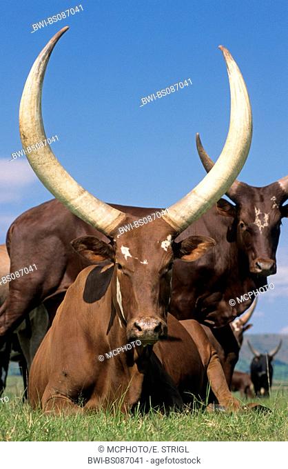 Watussi cattle (Bos primigenius f. taurus), herd, Uganda