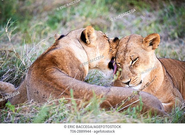 Lioness licking another lioness (Panthera leo) Moremi National Park, Okavango delta, Botswana