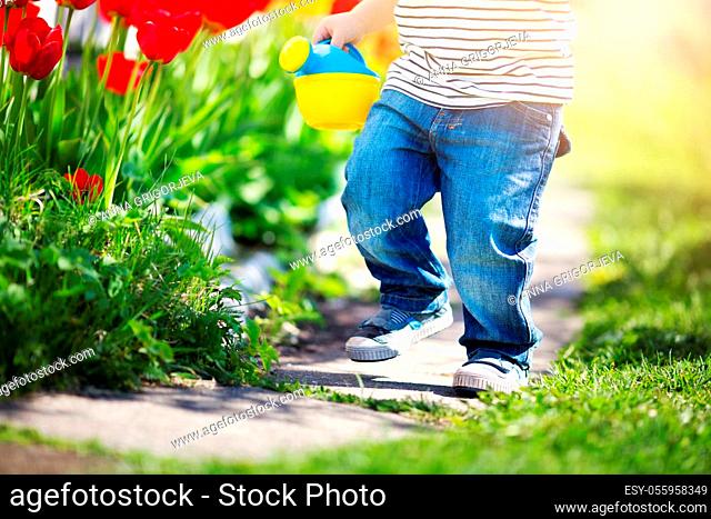 Little child walking near tulips on the flower bed in beautiful spring day. Baby boy outdoors in the garden with watering can