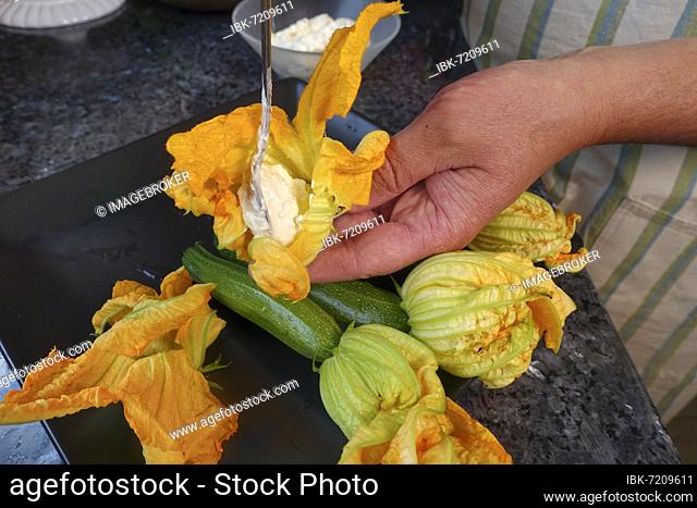 Southern German cuisine, preparation filled courgette flowers, filling courgette flowers with cream cheese, teaspoon, vegetarian, healthy cuisine, cooking