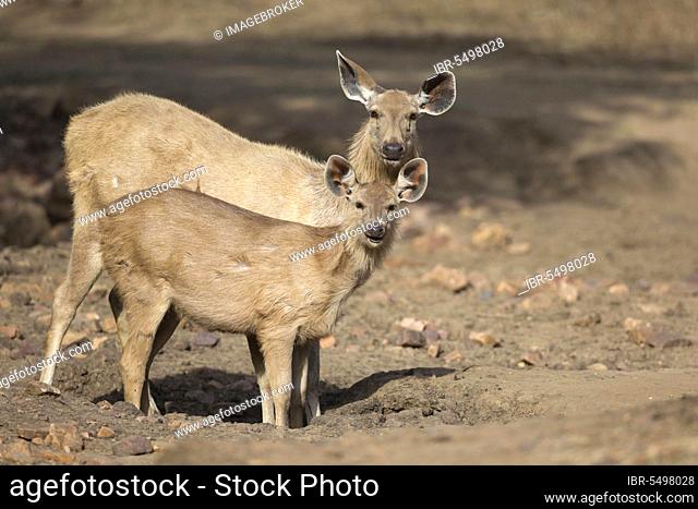 Sambar deer (Rusa unicolor) adults, female and young, drinking at the hole in a dry waterhole, Ranthambore N. P. Rajasthan, India, Asia