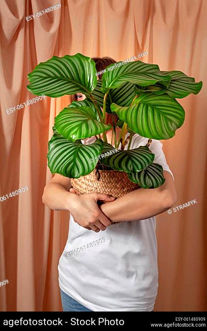 Woman looks through the leaves of the Calathea orbifolia tropical plant on a fabric curtains background