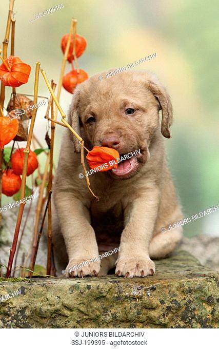Chesapeake Bay Retriever. Puppy (6 weeks old) biting into Chinese Latern fruit. Germany