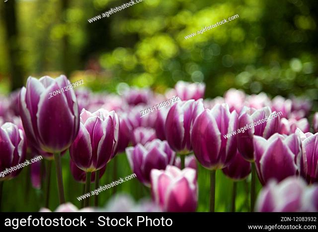 Colorful spring tulips and flowers