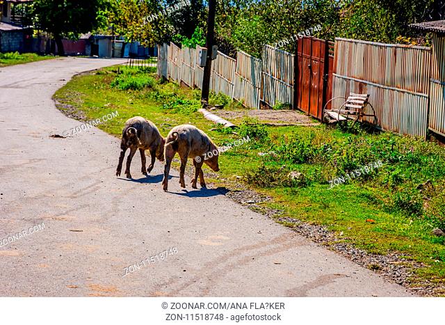 Two pigs walking on the road thru the village, Georgia