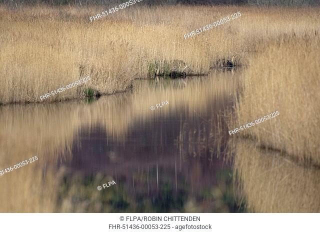 Common Reed Phragmites australis reedbed habitat with open water, Minsmere RSPB Reserve, Suffolk, England, january