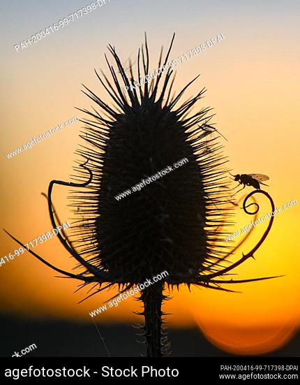15 April 2020, Brandenburg, Steinhöfel: A fly can be seen in the backlight of the sunset on the withered inflorescence of a wild card
