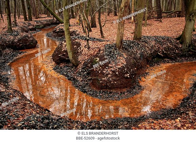 Red brook at a Beech forest