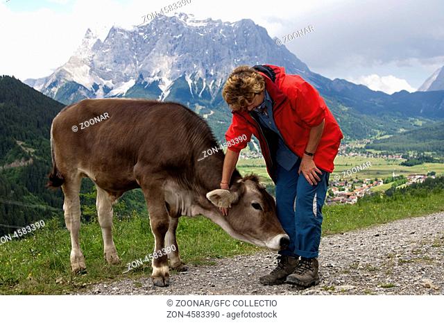 Wanderer streichelt ein Kalb von Tiroler Grauvieh auf einem Wanderweg über dem Ehrwalder Becken, Zugspitzmassiv hinten, Tirol
