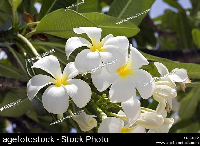 Temple Tree, Flower, Bikini Island, Bikini Atoll, Marshall Islands (Plumeria rubra), Frangipani, Pagoda Tree, Micronesia, Oceania