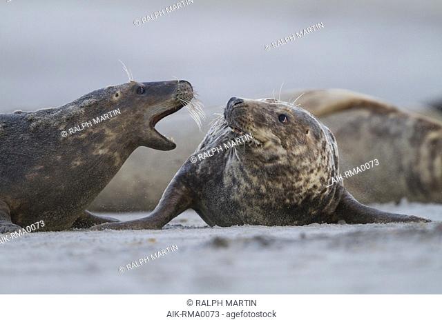 Grey Seal (Halichoerus grypus) resting on a German beach in the North Sea