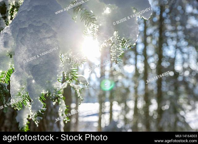snow-covered fir branch in the forest with sunlight
