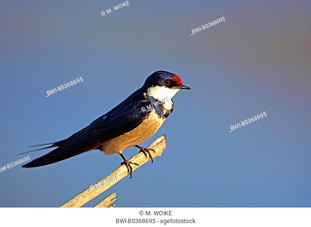 white-throated swallow (Hirundo albigularis), sits on a twig, South Africa, North West Province, Pilanesberg National Park