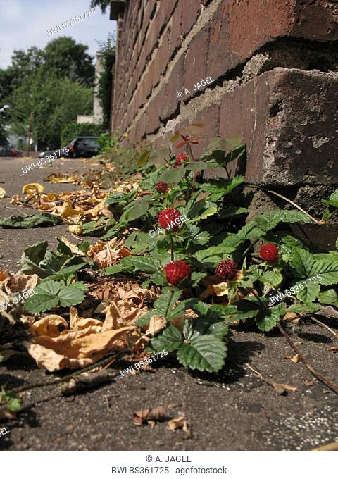 Indian strawberry, false strawberry, Indian mock-strawberry (Duchesnea indica), naturalized on a pavement, Germany, North Rhine-Westphalia