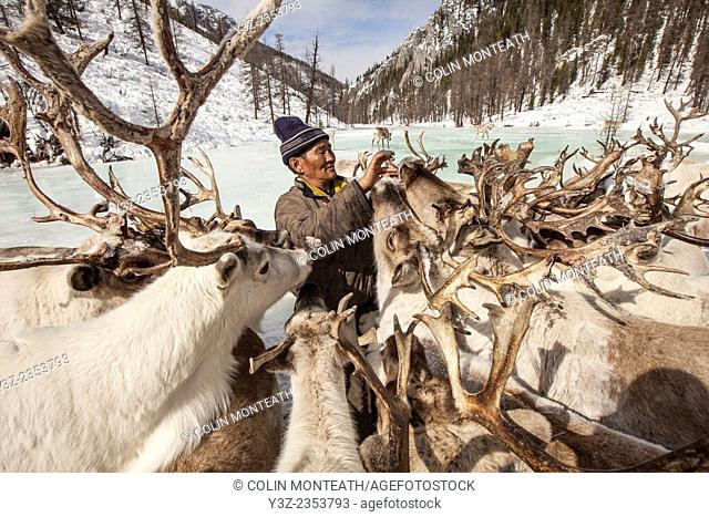 Tsataan reindeer herder gives salt to reindeer after long winter without salt in Hunkher mountains, northern Mongolia