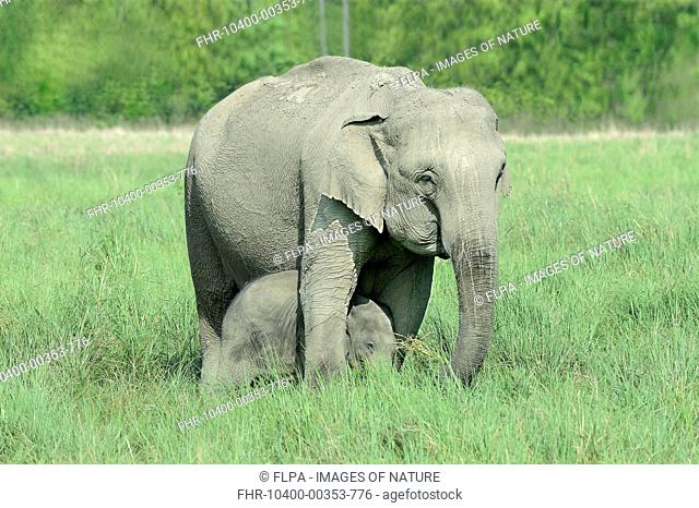 Asian Elephant (Elephas maximus indicus) adult female and calf, with calf protected between legs of adult female, standing in grassland, Jim Corbett N
