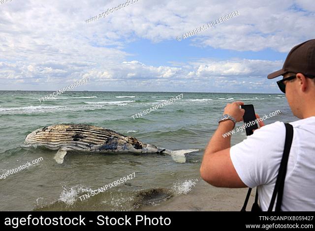 SKANÖR 20230725 A dead humpback whale has been washed ashore at the beach in Skanör, southern Sweden July 25, 2023. Foto: Andreas Hillergren/ TT / kod 10600