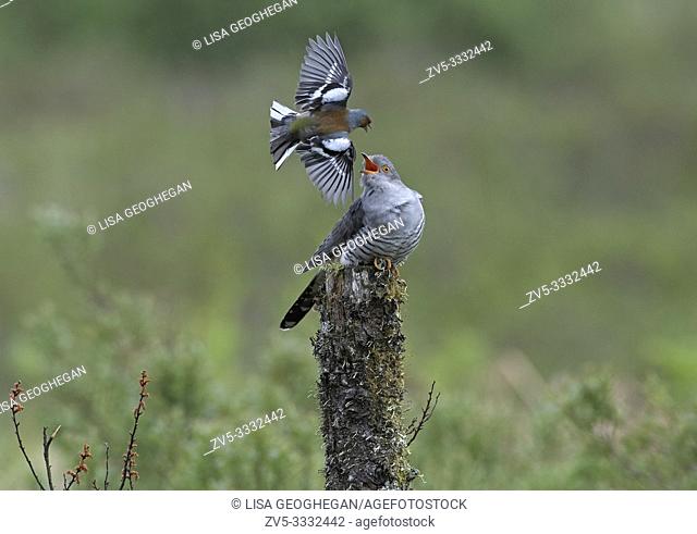 Male Cuckoo-Cuculus canorus and Chaffinch-Fringilla coelebs fight