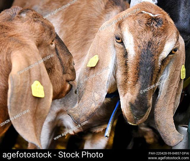 29 March 2022, Saxony, Lichteneichen/ Mügeln: On the organic goat farm ""Caprinenhof"" of Sven Kloy and his partner, veterinarian Katja Loßner
