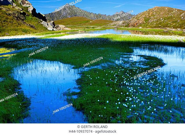 Laghetti Laiozz, Switzerland, Europe, canton, Ticino, Val del Coro, marsh scenery, scenery, cotton grass, blossom, cotton grass