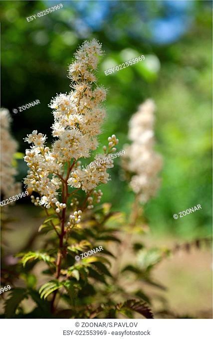 The White Spiraea (Meadowsweet) Flowers. spring