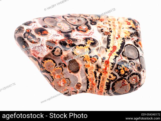 closeup of sample of natural mineral from geological collection - tumbled Leopard skin jasper (Jaguar Stone) gemstone isolated on white background