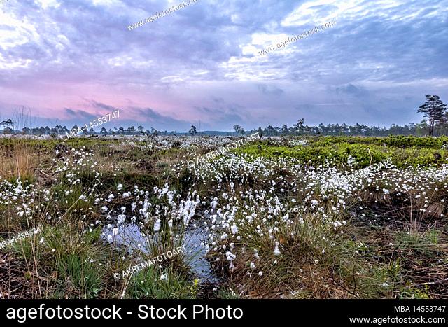 The cotton grass bloom in the Pietzmoor near Schneverdingen in the morning