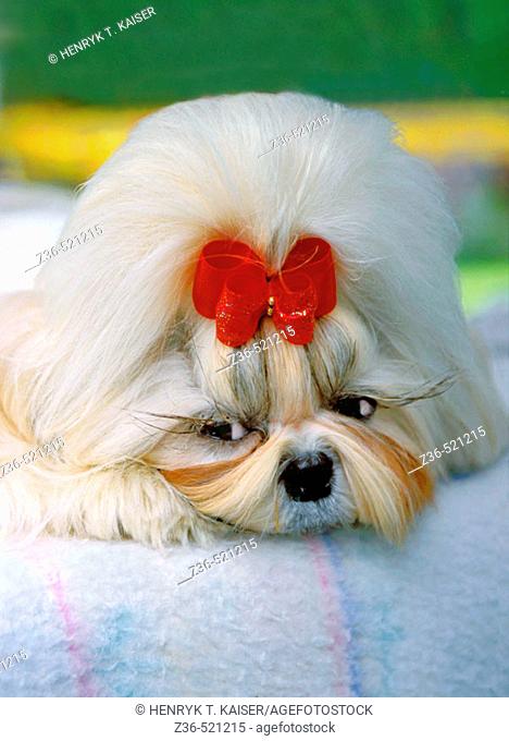 Shih Tsu dog with red ribbon portrait