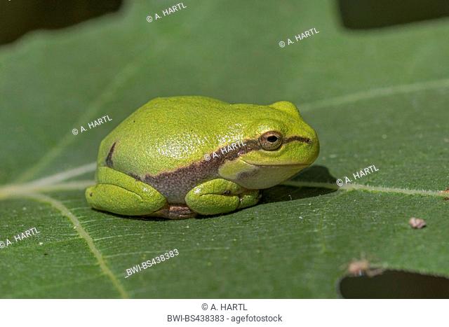 European treefrog, common treefrog, Central European treefrog (Hyla arborea), juvenile on a fig tree leaf