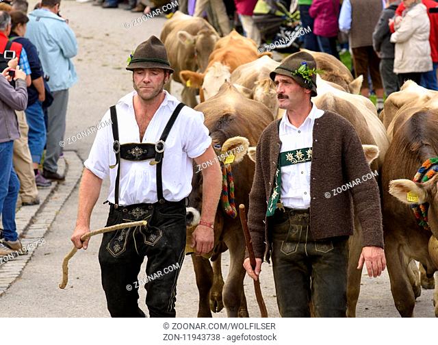 Traditional and annual driving down a herd of cows with sheperds in traditional dress back from mountain pasture to the stable of a farmhouse in the rural...