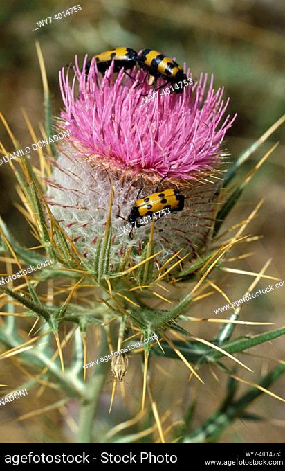 thistle flowers with bugs, macedonia, greece