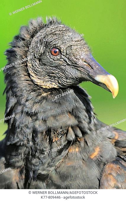 Black Vulture (Coragyps atratus), Juvenile. Everglades N.P., Florida, USA